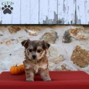 Uriah, Morkie / Yorktese Puppy